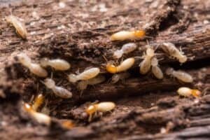 Termite Pest Control Service in Prabhadevi