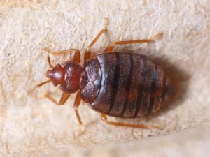 Bedbugs Control Services